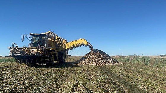 El aumento en un 30,7% de la superficie de remolacha plantea una campaña de arranques larga