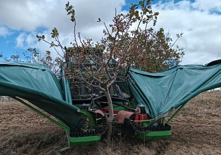 Recogida de pistachos, ayer en Siete Iglesias de Trabancos.