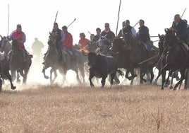 Los caballistas, tras uno de los tres toros participantes en el encierro.