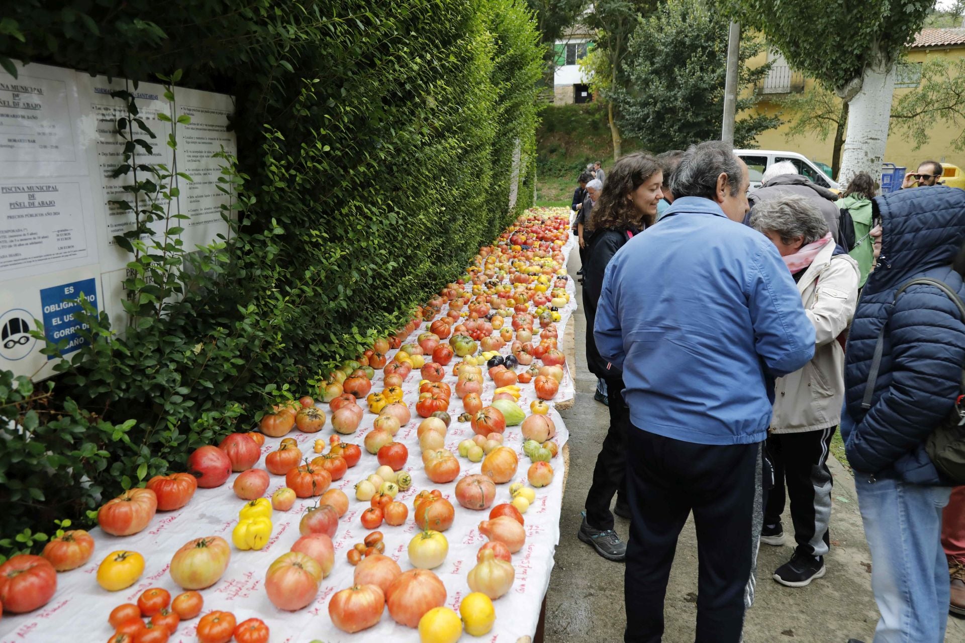 Feria del Tomate en Piñel de Abajo