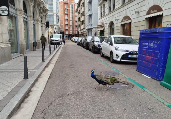 El pavo real, en la calle Mantilla, antes de girar para volver a la Acera de Recoletos.