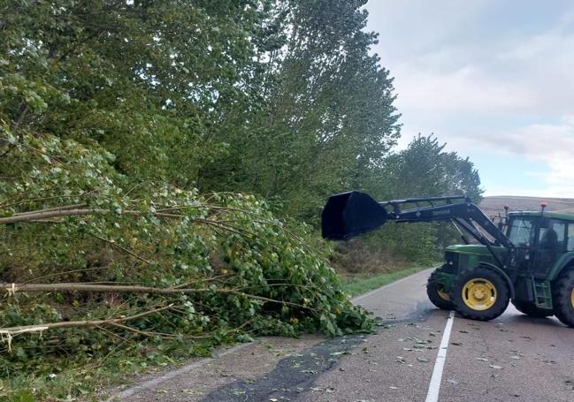 Un tractor retira un árbol caído sobre la carretera en las inmediaciones de Aldeasoña.