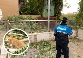 La Policía Municipal atiende a uno de los voluntarios que mantenian la colonia felina destruida.