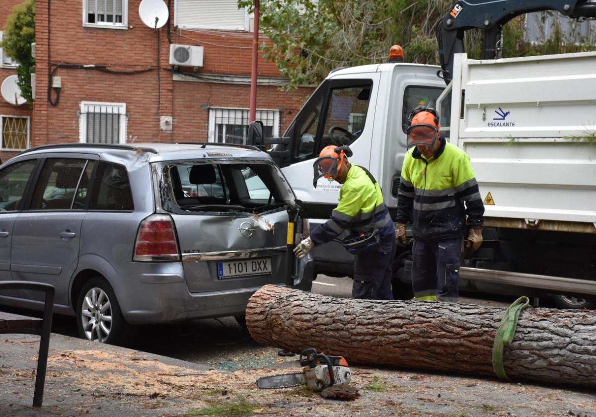 La caída de un árbol destroza la parte trasera de un vehículo en el barrio de Pajarillos.