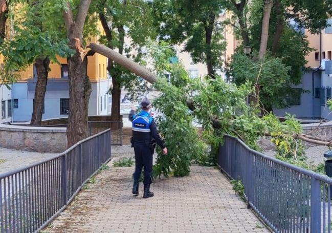 Árbol tronchado por el fuerte viento en el barrio de San José,