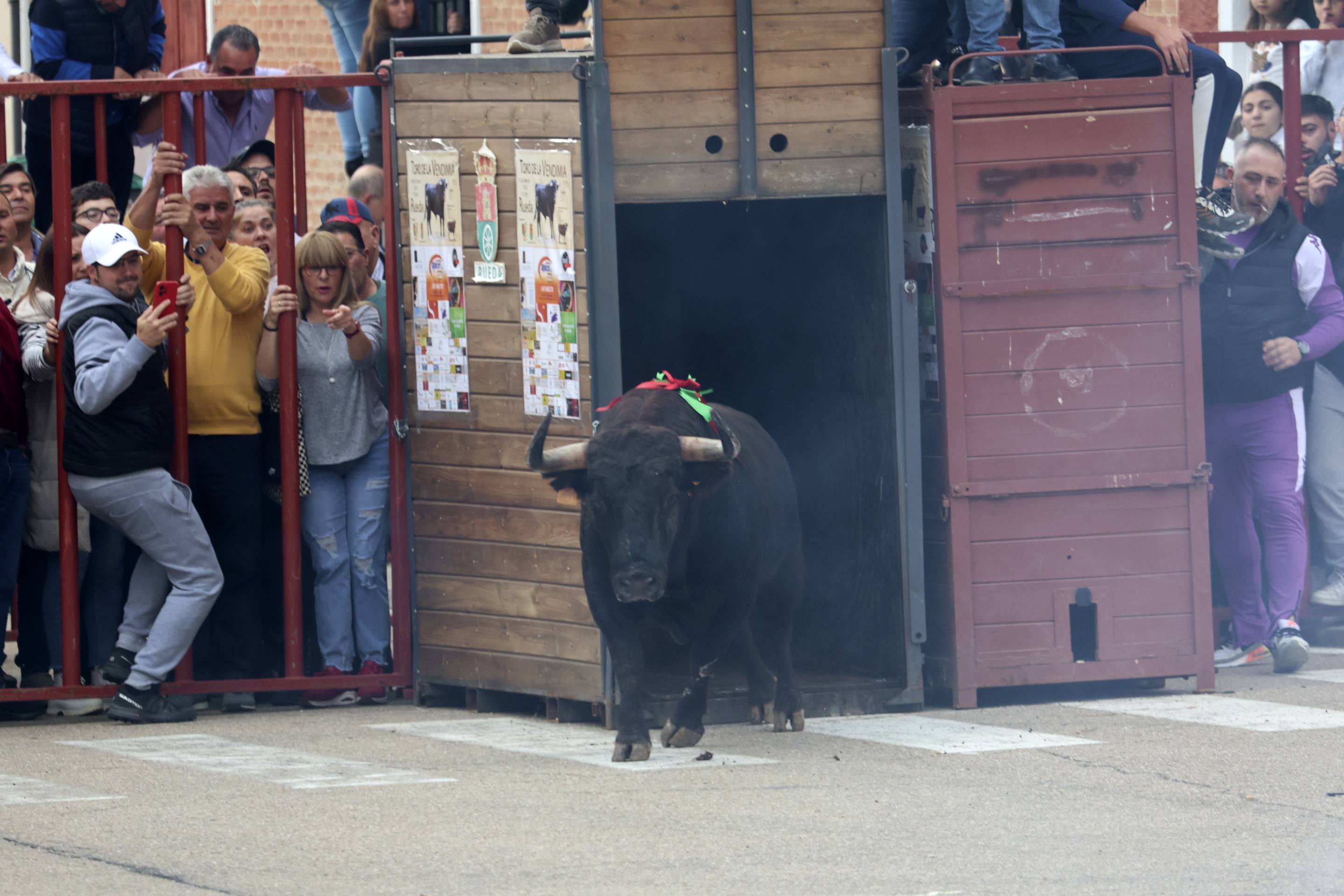 El Toro de la Vendimia de Rueda, en imágenes