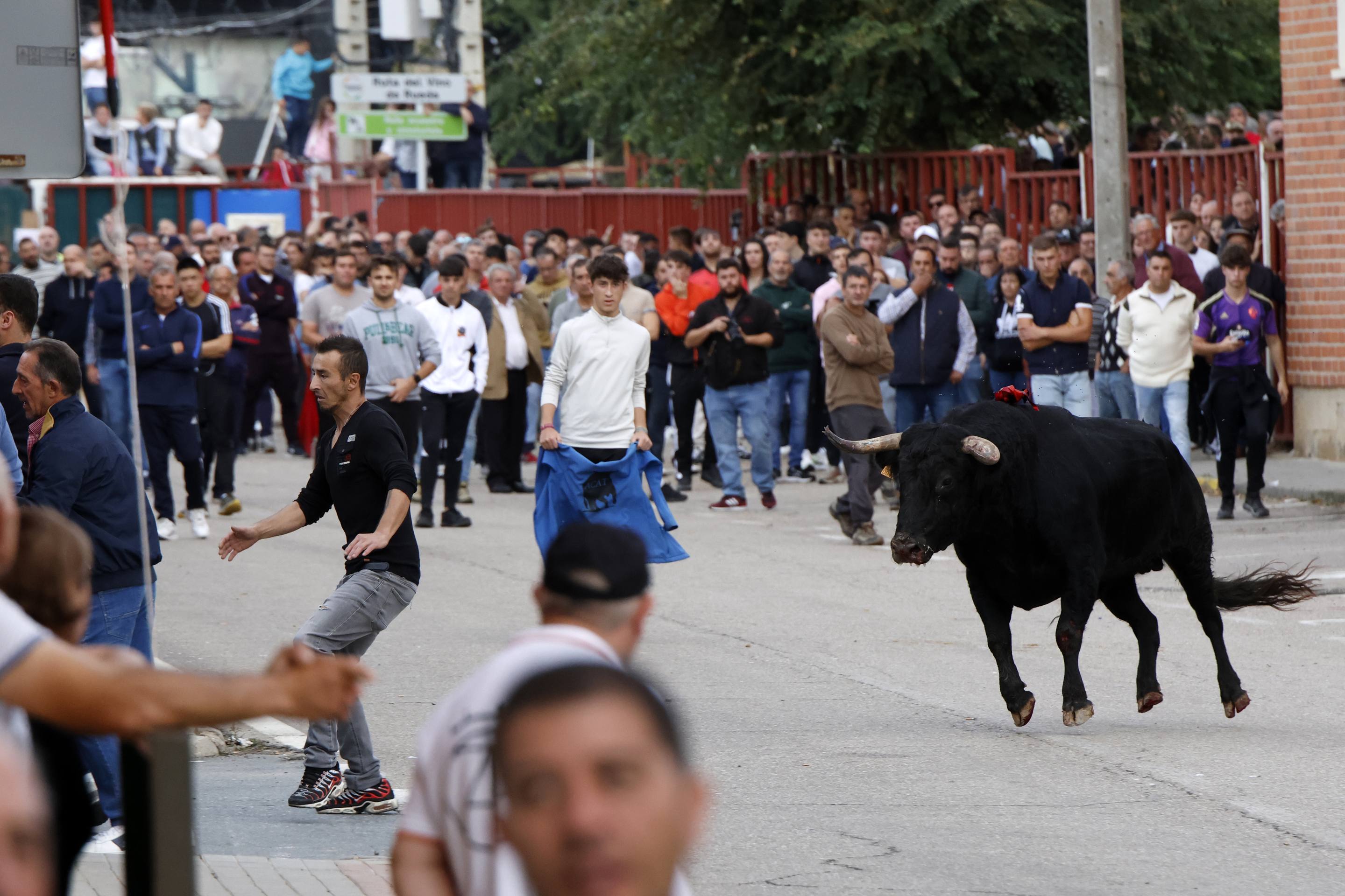 El Toro de la Vendimia de Rueda, en imágenes