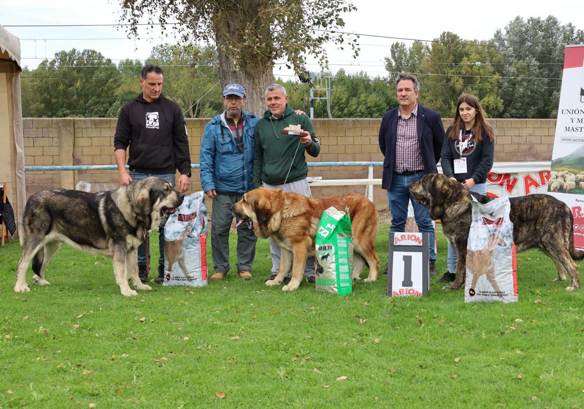 Galardonados en el concurso de mastines.