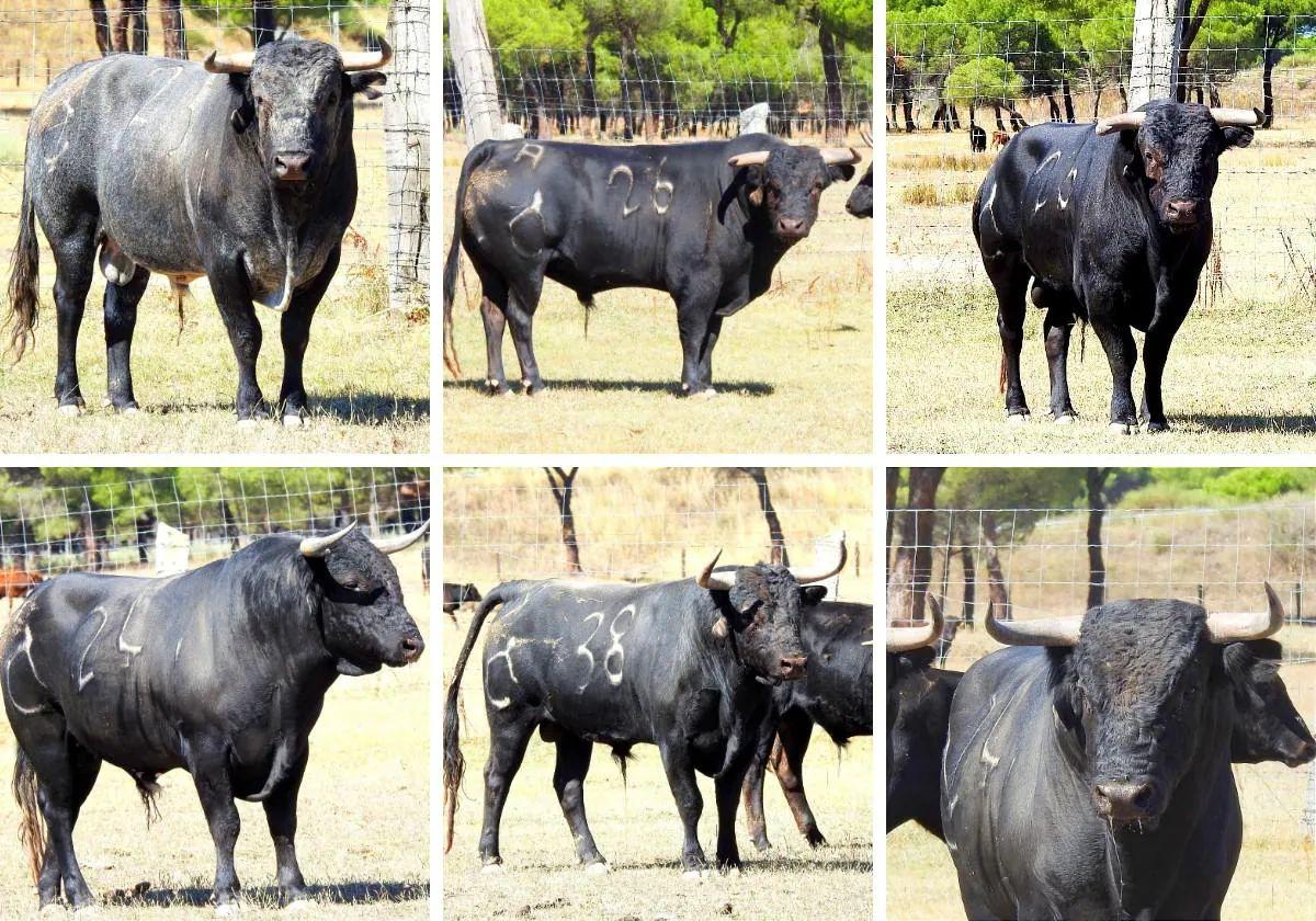 Toros de Raso de Portillo.