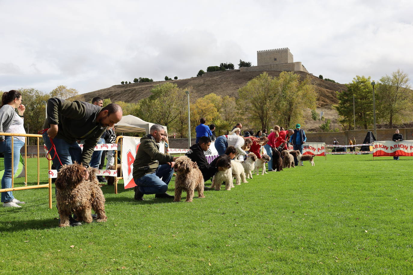 Concurso de mastines y perros de agua en Monzón