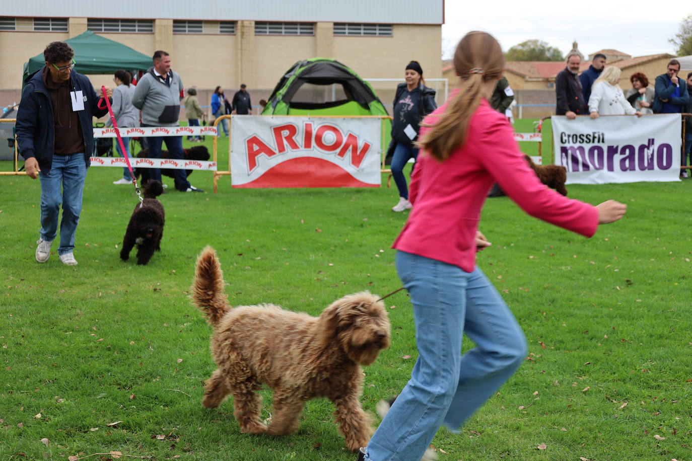 Concurso de mastines y perros de agua en Monzón