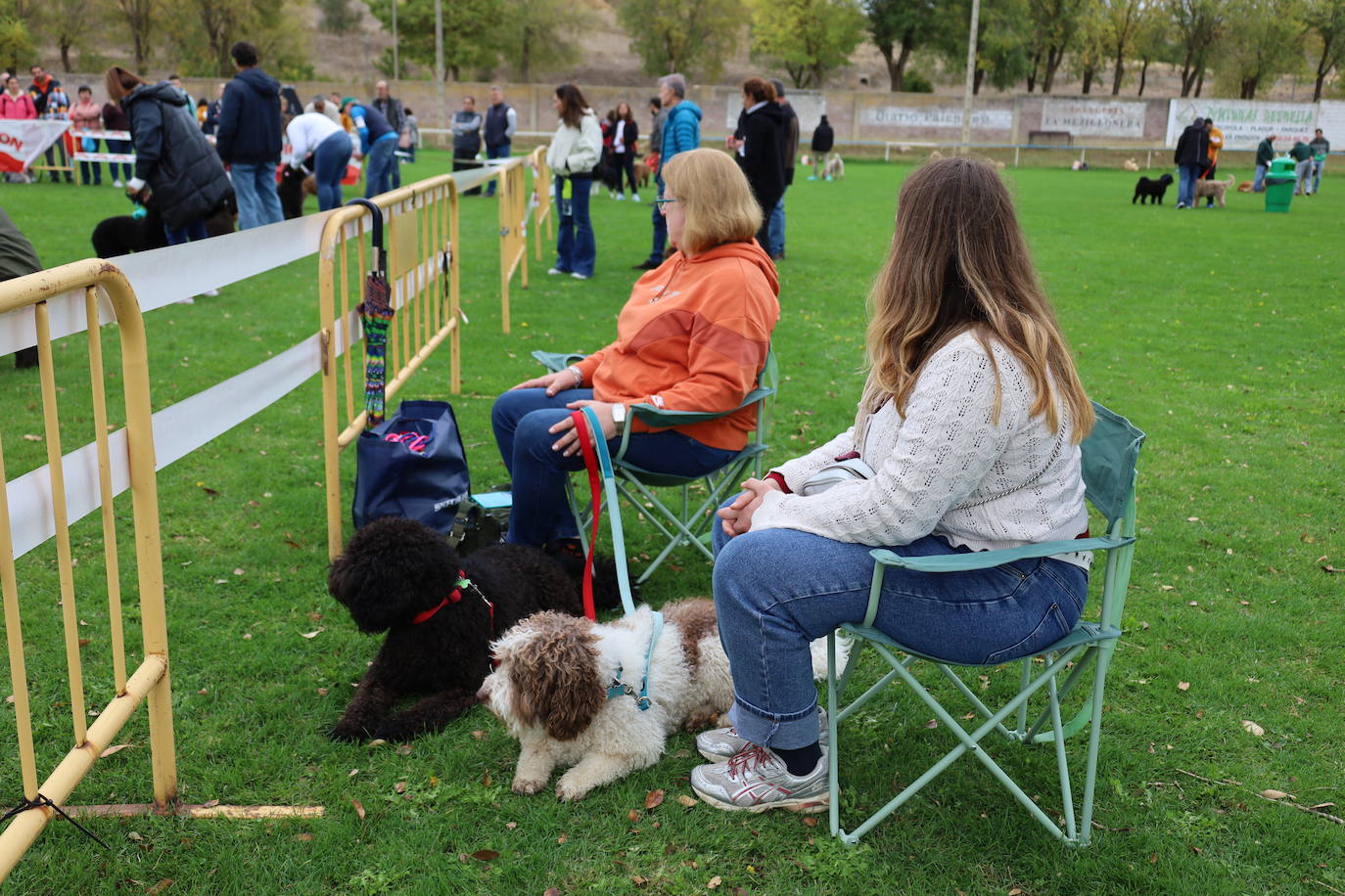 Concurso de mastines y perros de agua en Monzón