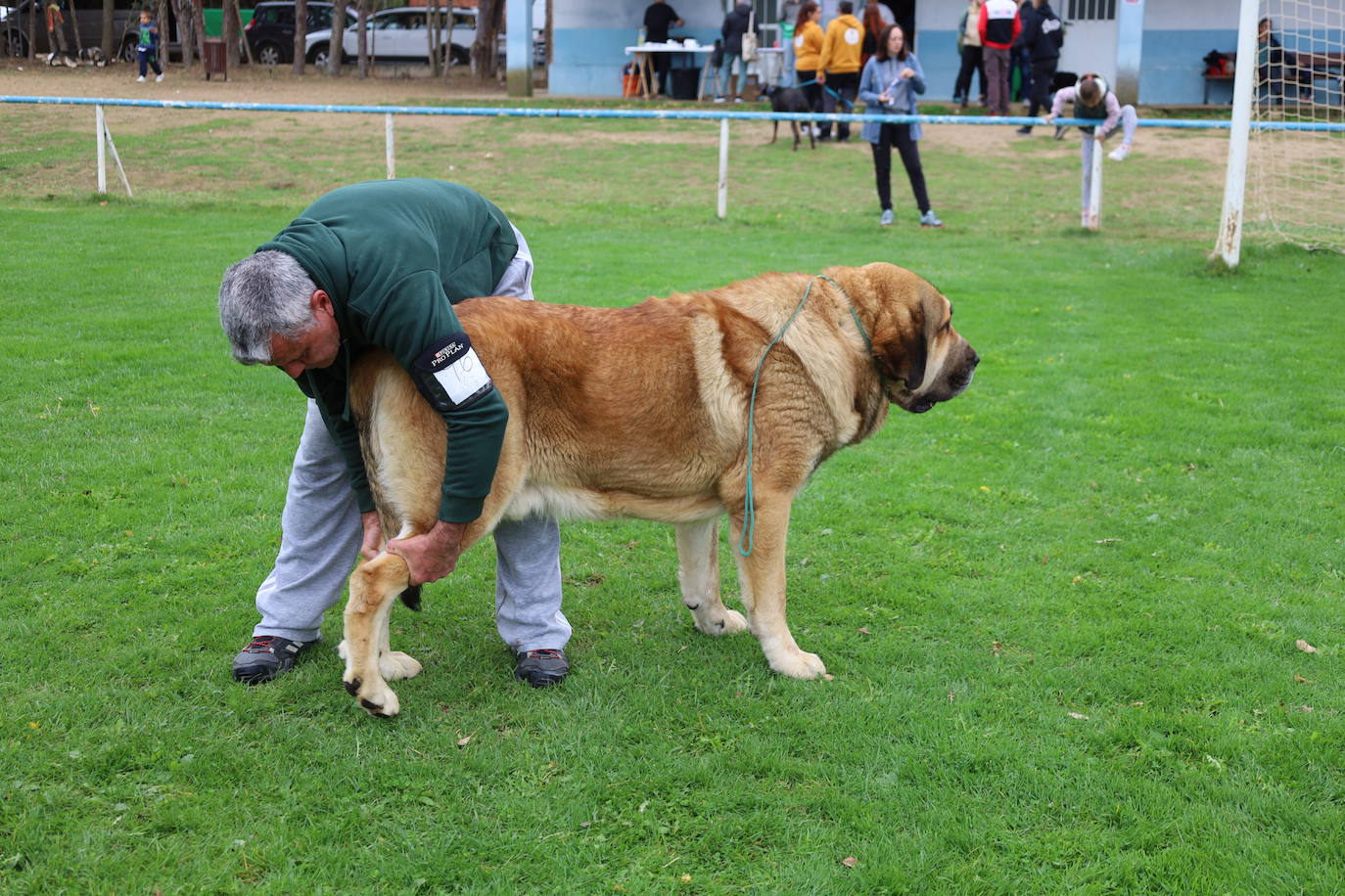 Concurso de mastines y perros de agua en Monzón