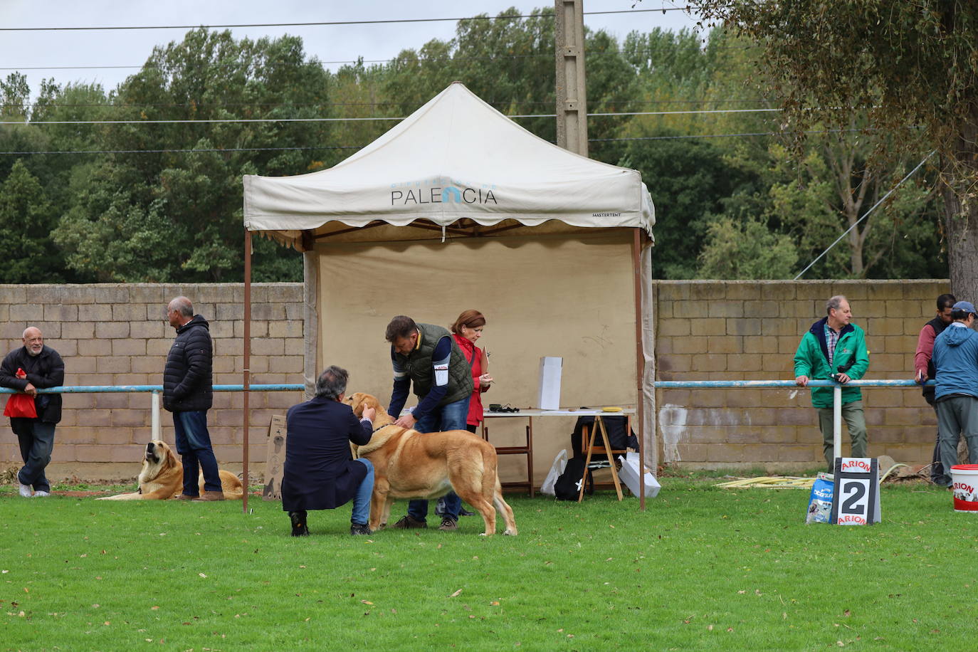 Concurso de mastines y perros de agua en Monzón