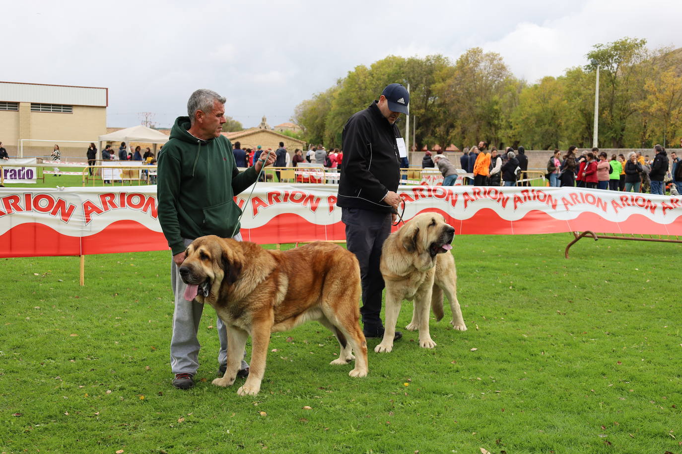 Concurso de mastines y perros de agua en Monzón