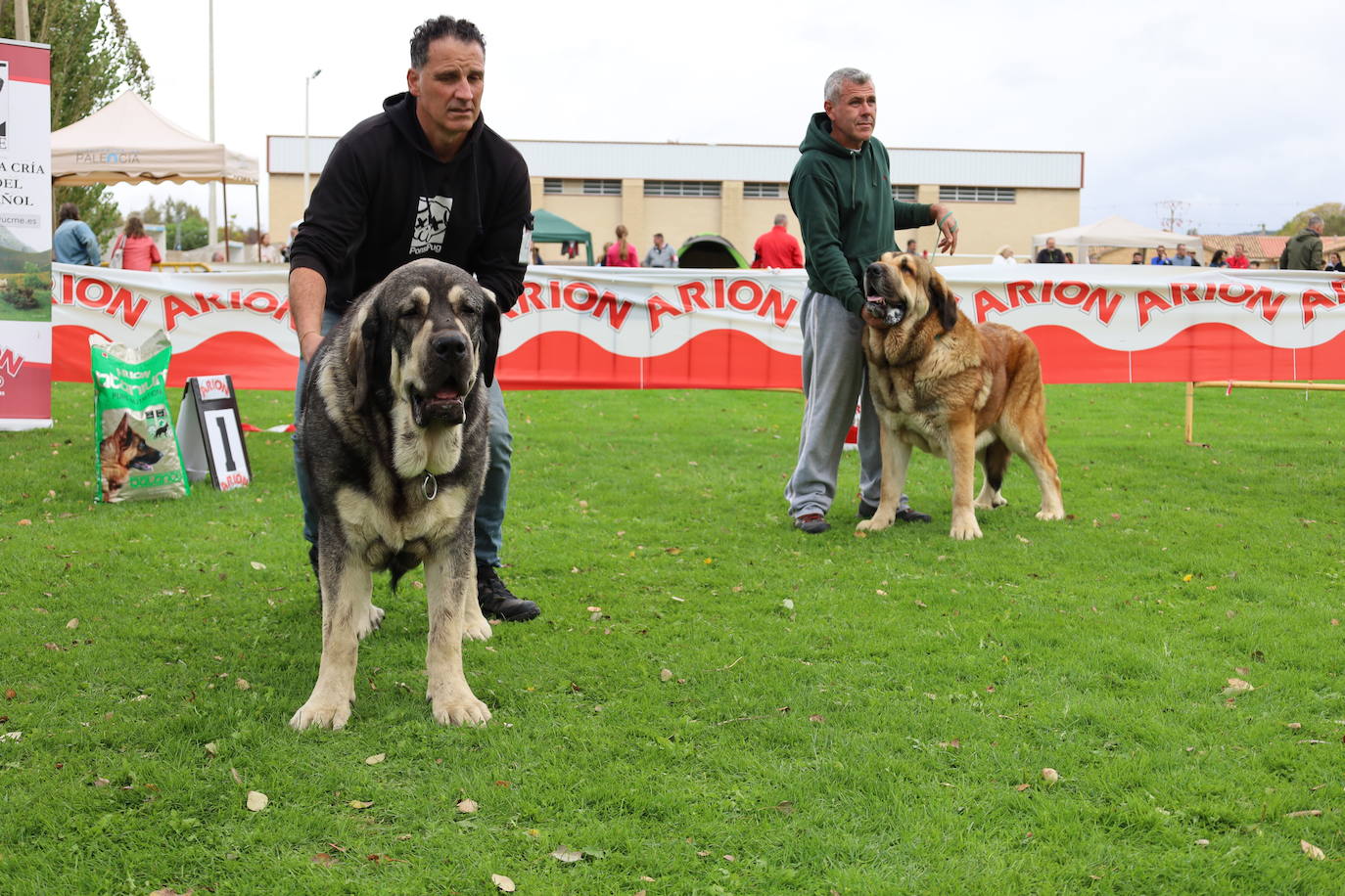 Concurso de mastines y perros de agua en Monzón