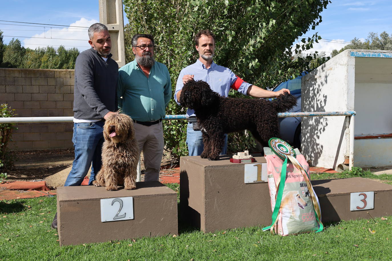 Concurso de mastines y perros de agua en Monzón