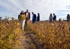 La consejera de Agricultura durante la visita a los campos de ensayo de soja puestos en marcha por Itacyl y Pascual.