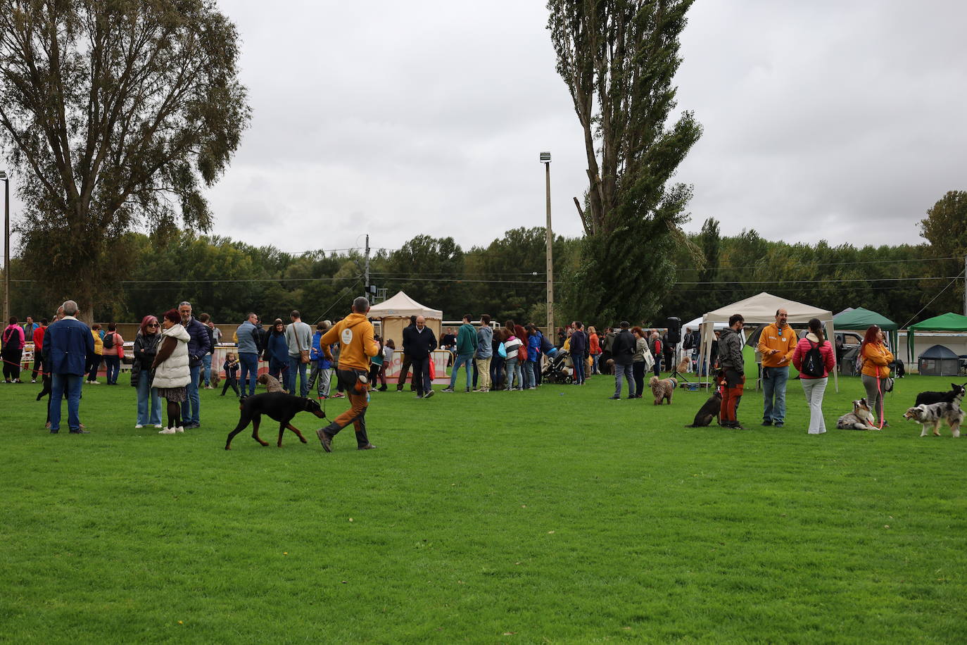 Concurso de mastines y perros de agua en Monzón