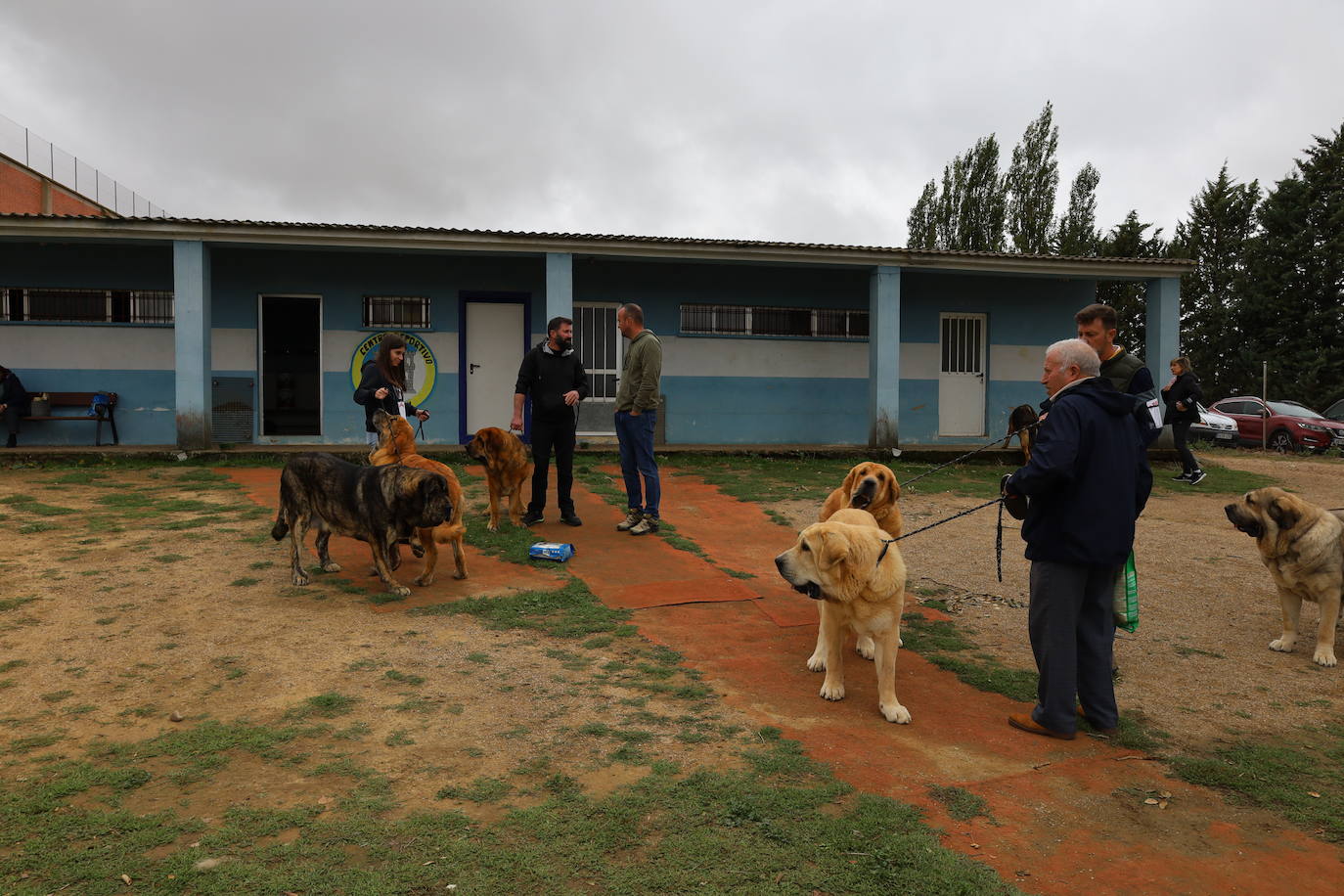 Concurso de mastines y perros de agua en Monzón