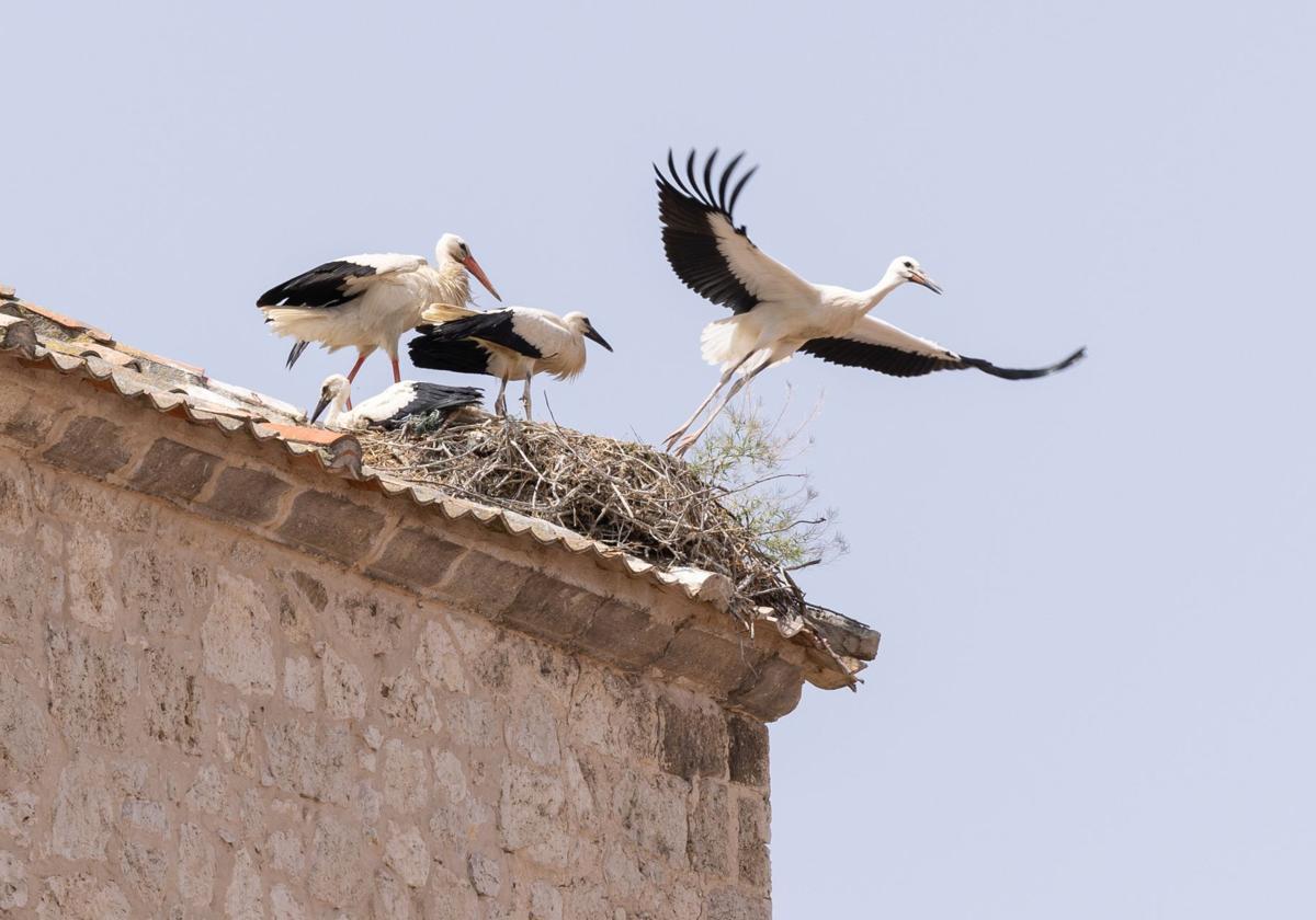 Cigüeñas en la iglesia de Traspinedo.