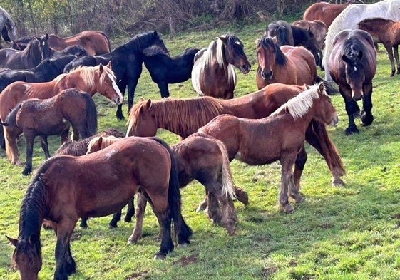 San Salvador de Cantamuda celebra la Feria del Caballo