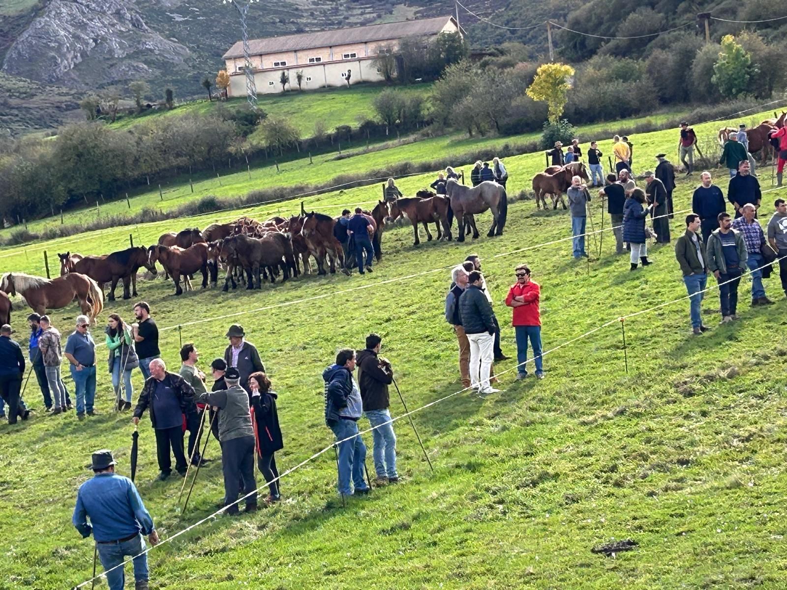 San Salvador de Cantamuda celebra la Feria del Caballo