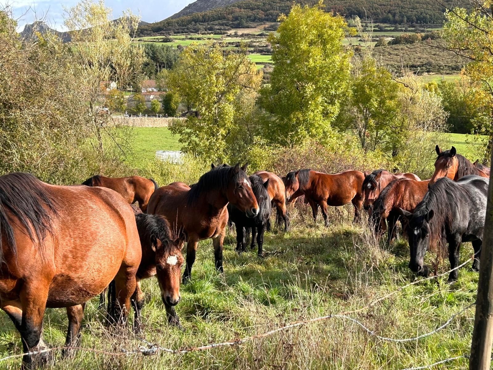 San Salvador de Cantamuda celebra la Feria del Caballo