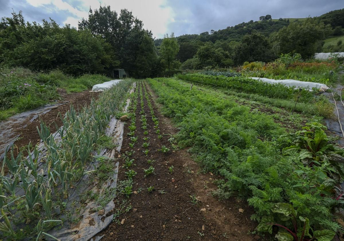 Finca de agricultura ecológica.