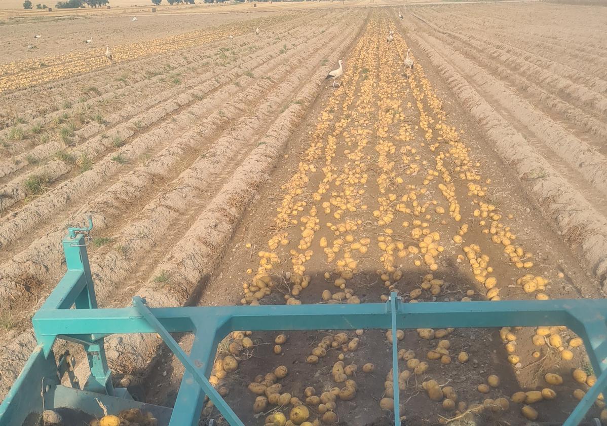 Arranque de patatas en la región, esta campaña.