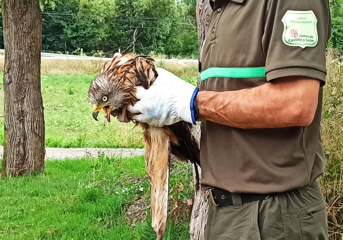 Ejemplar de milano real rescatado en Segovia