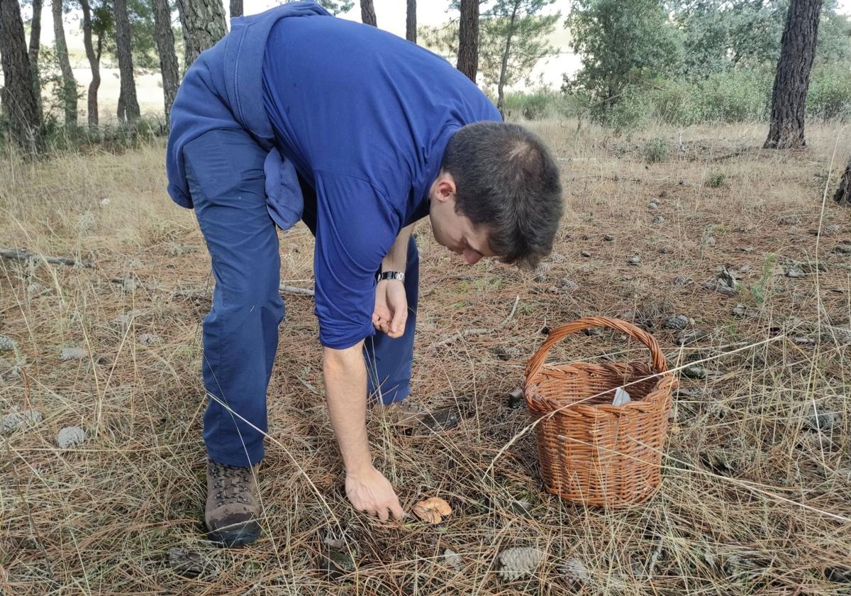 Un aficionado recolecta ejemplares en un pinar de la provincia.