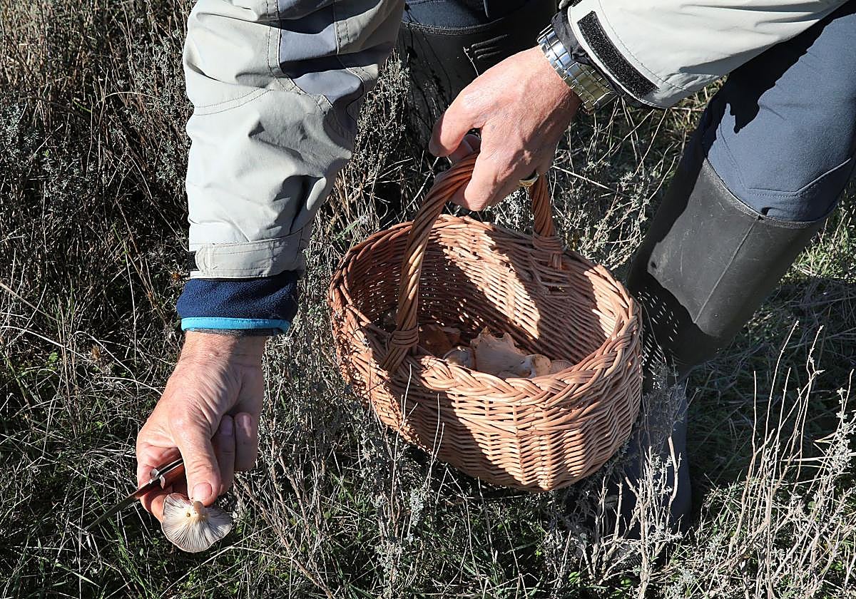 Un hombre recolecta setas de cardo en la provincia de Palencia.