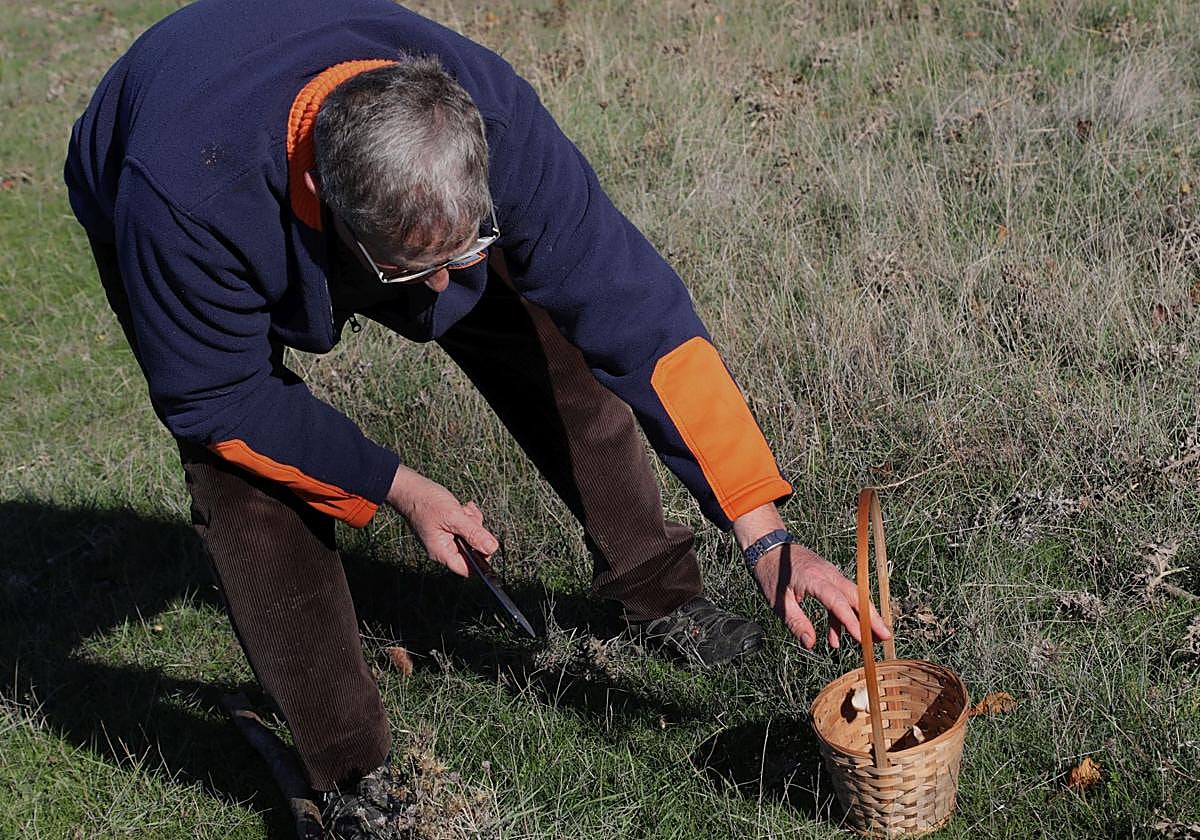 Recogida de setas en la provincia de Palencia.