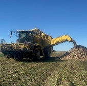 Acor prevé molturar 1,3 millones de toneladas de raíz de más de 12.000 hectáreas