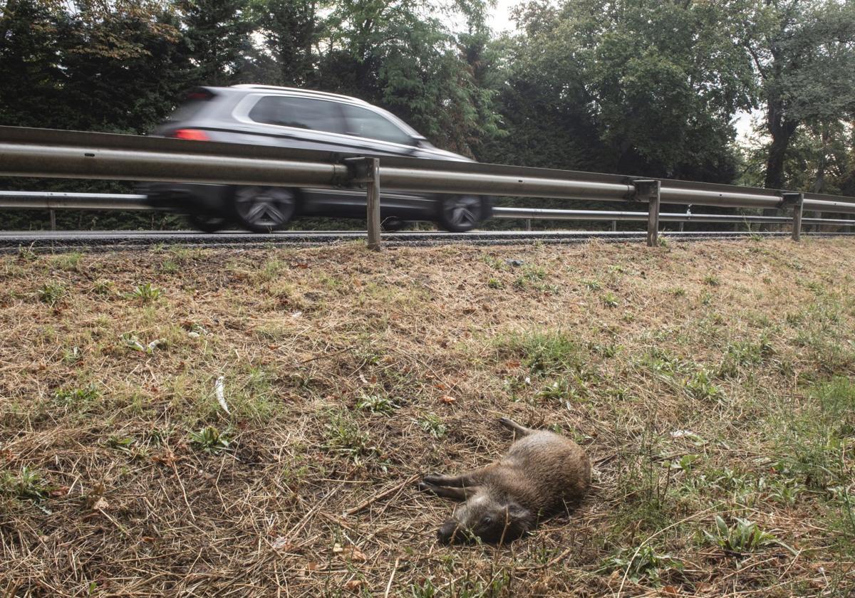 Una cría de jabalí muerta por atropello en las proximidades del Real Sitio de San Ildefonso.