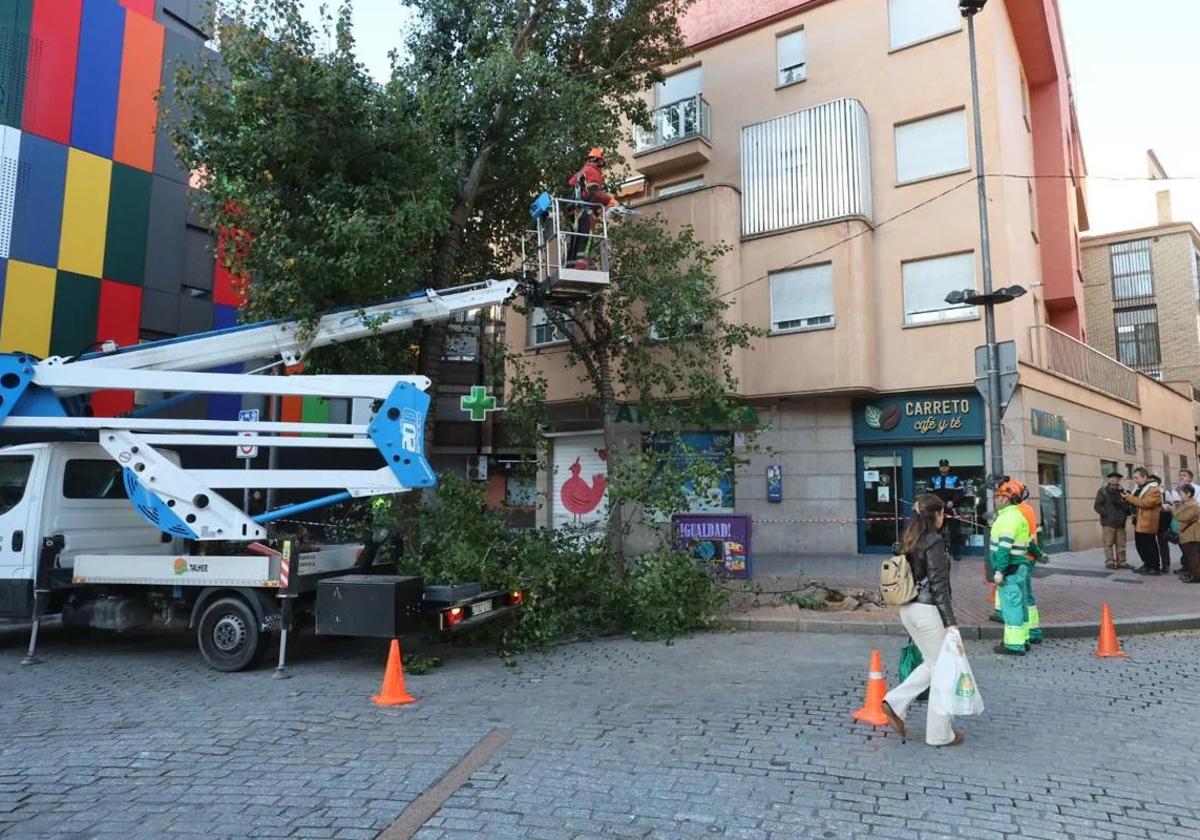 Uno de los árboles talados en la Plaza del Oeste de Salamanca.