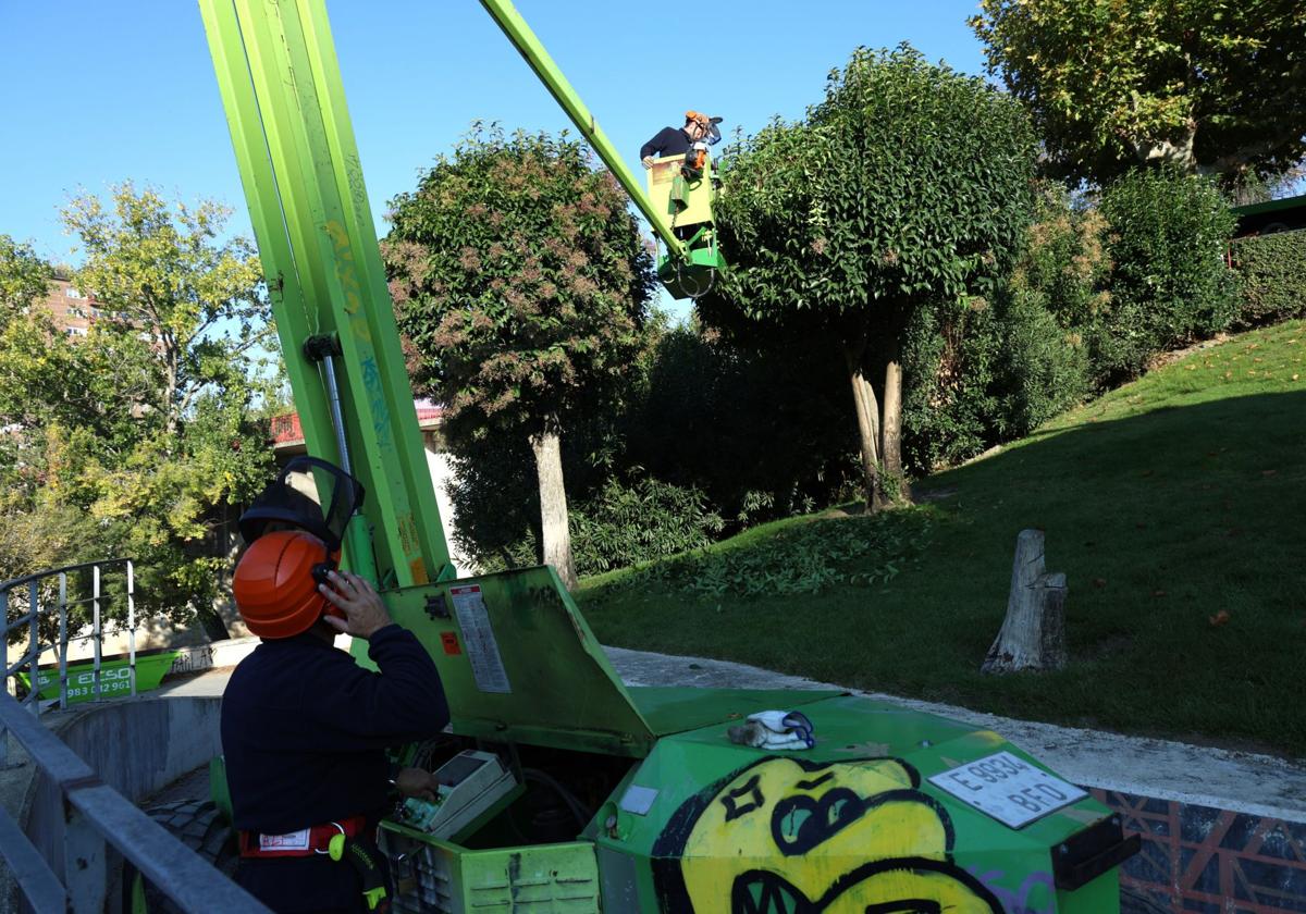 Operarios del Servicio de Parques y Jardines realizan una poda en los árboles de la zona de La Rosaleda.