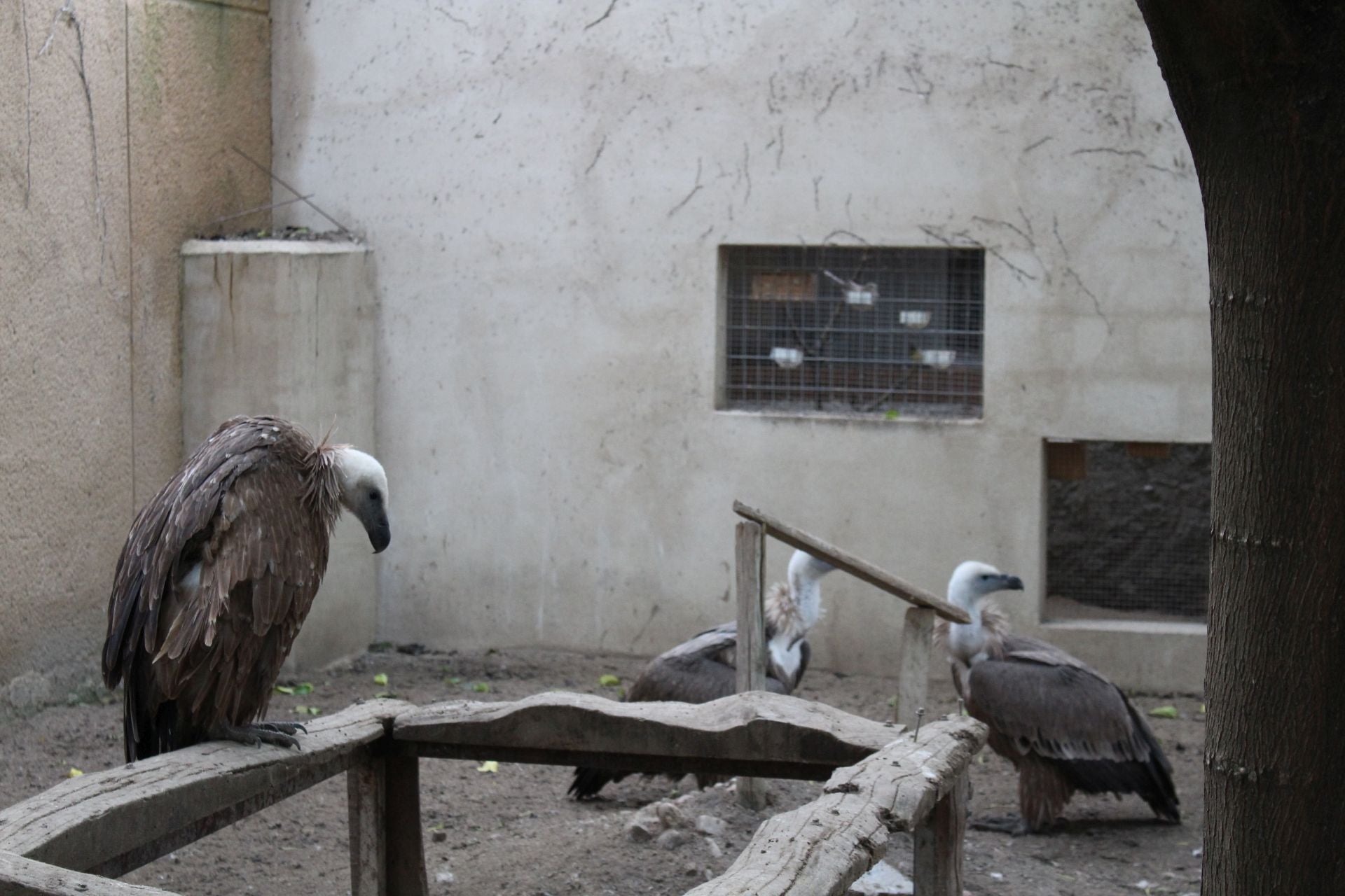 El Zoológico de Fresno el Viejo, en imágenes