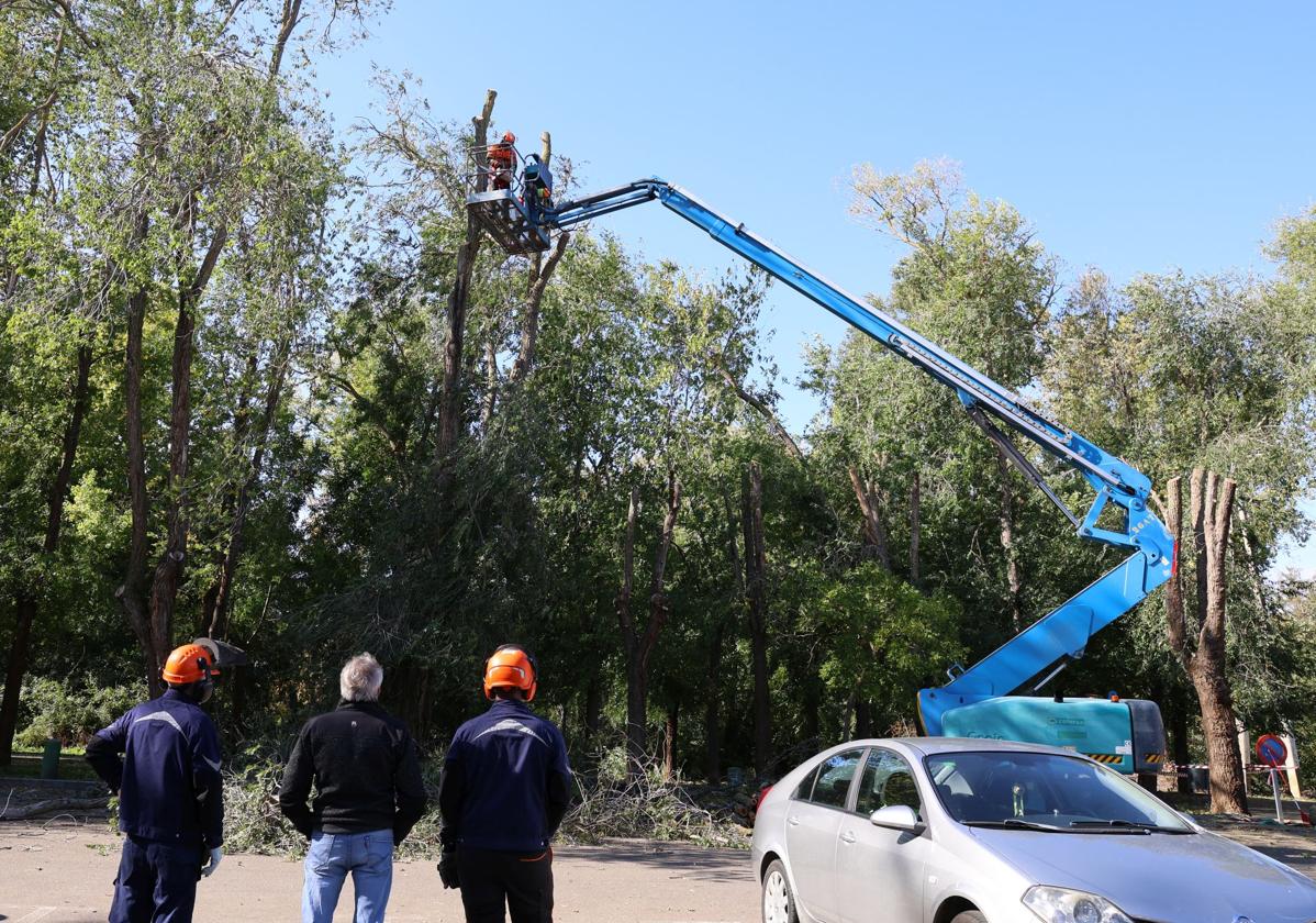 Trabajos de saneamiento en los árboles del Pabellón.