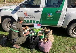 Algunos de los ejemplares de boletus decomisados en Segovia en lo que va de temporada.