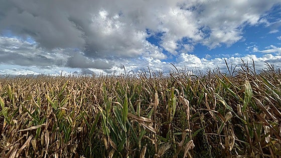 Paso atrás del cereal en la lonja de Salamanca