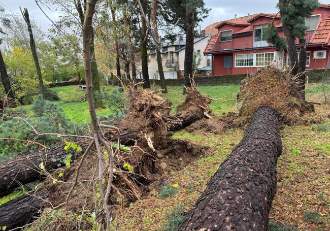 Árboles arrancados por las fuertes rachas de viento en San Rafael.