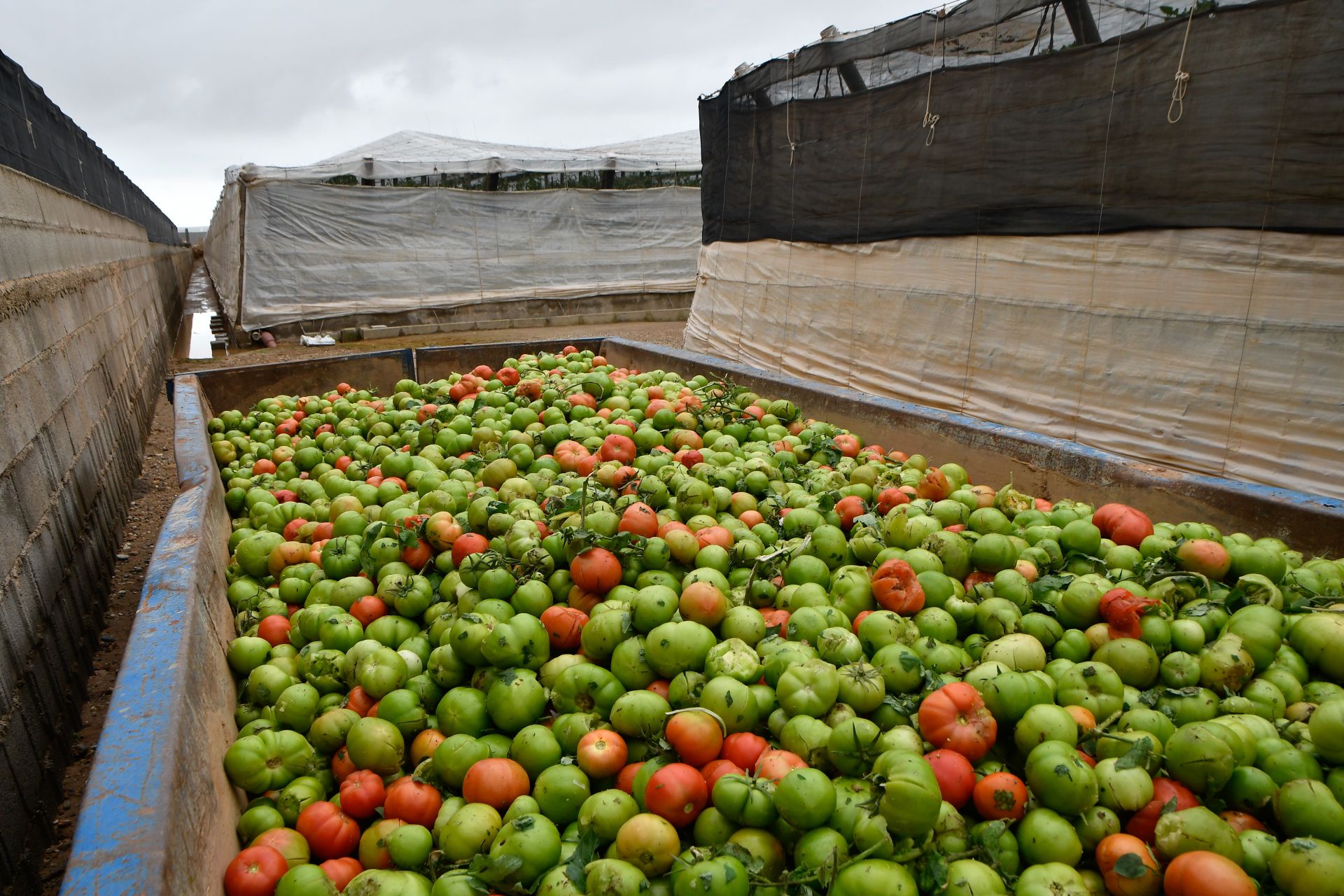 Un contenedor de tomates destrozados, de uno de los invernaderos de El Ejido (Amería), tras las fuertes lluvias caídas