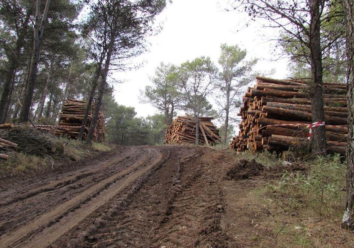 Pospuesta la norma anti deforestación