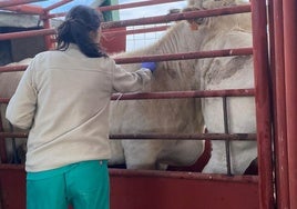 Una veterinaria realiza una prueba de saneamiento.