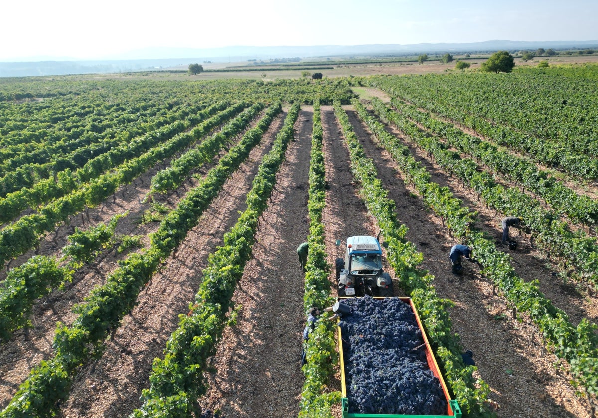 Productores y cooperativas de Ribera piden a la Junta que restrinja las replantaciones de viñedo