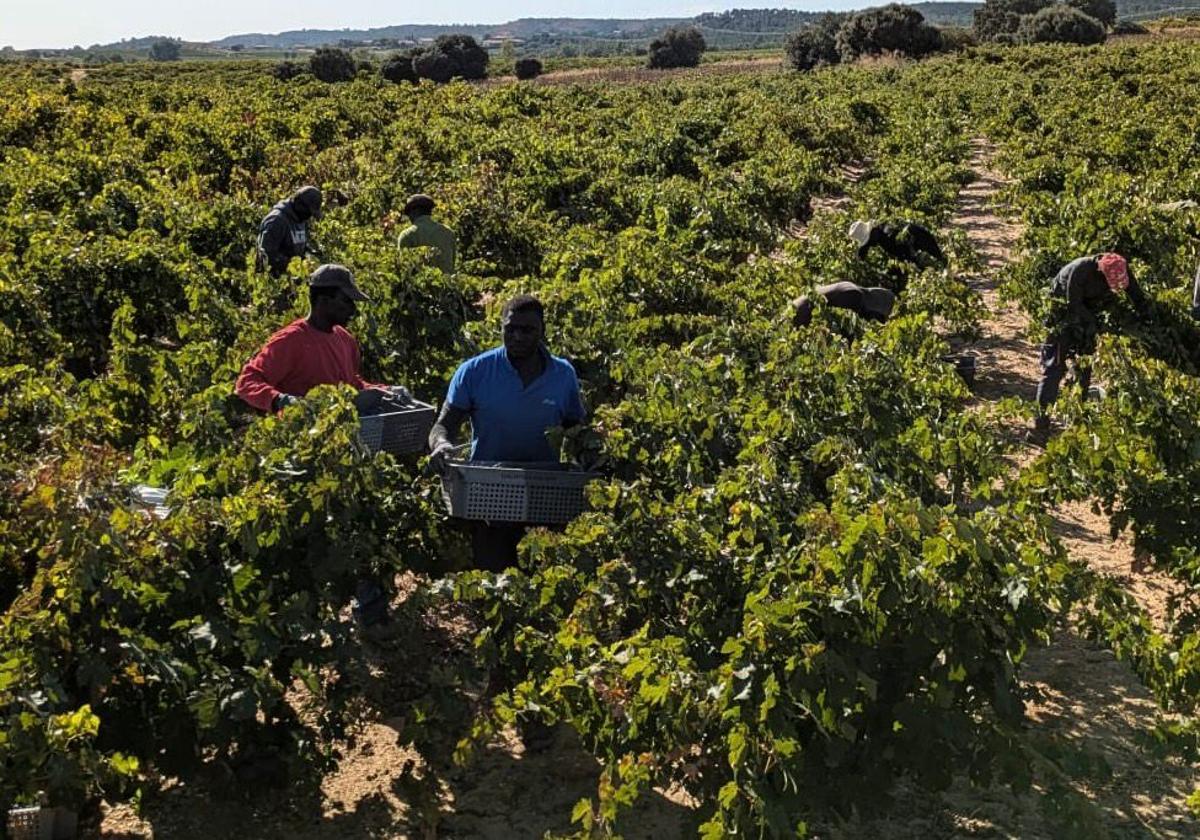 Vendimia en Ribera del Duero esta campaña.