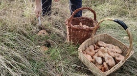 Recogida de níscalos en un pinar de Castilla.