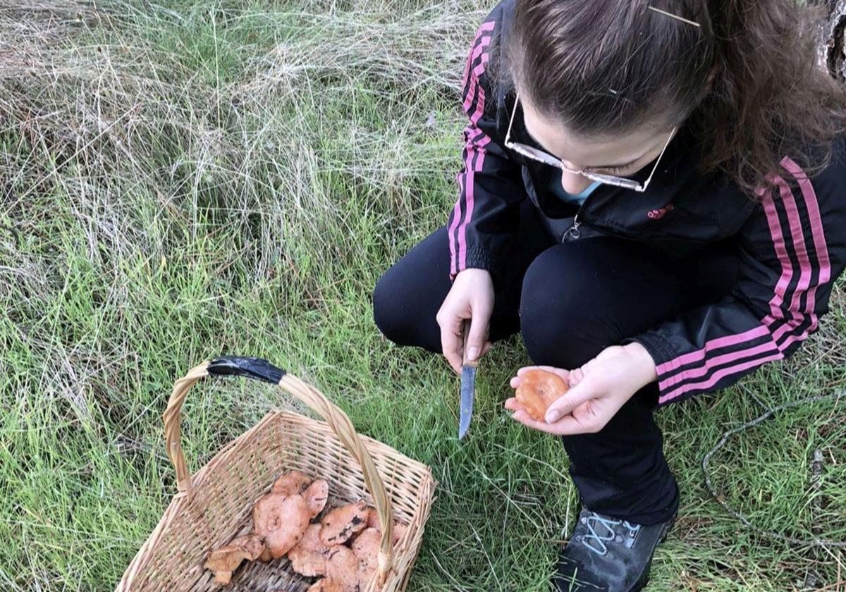 Una mujer recolecta setas en los pinares.